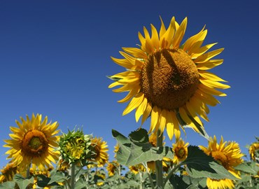 sunflowers-3-1393020-1279x852.jpg